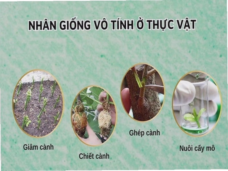 Nuôi cấy mô thực vật trong phòng thí nghiệm