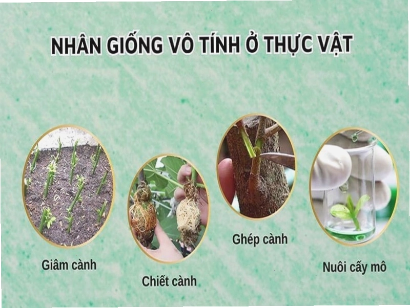 Nuôi cấy mô trong phòng thí nghiệm