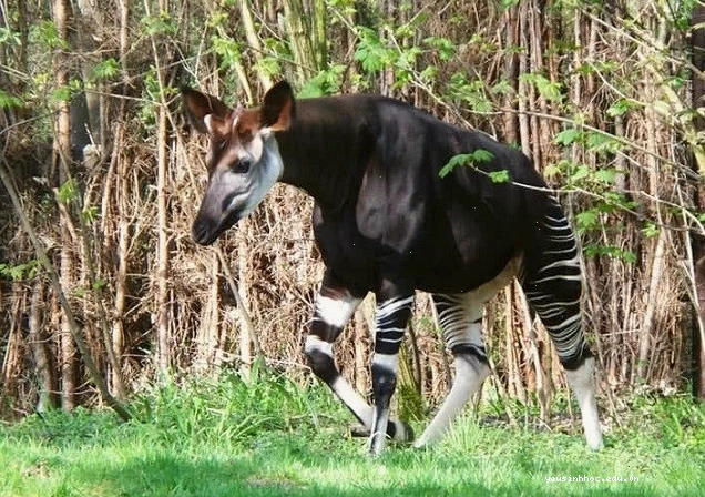 Okapi, loài động vật có họ hàng với hươu cao cổ