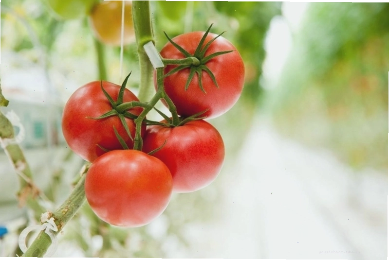 Phân biệt thực phẩm GMO và Non-GMO