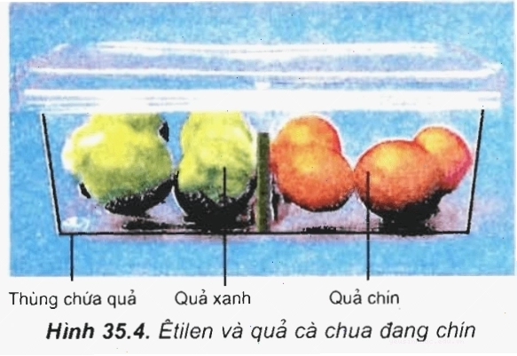 Phân loại hoocmôn thực vật thành nhóm kích thích và ức chế sinh trưởng