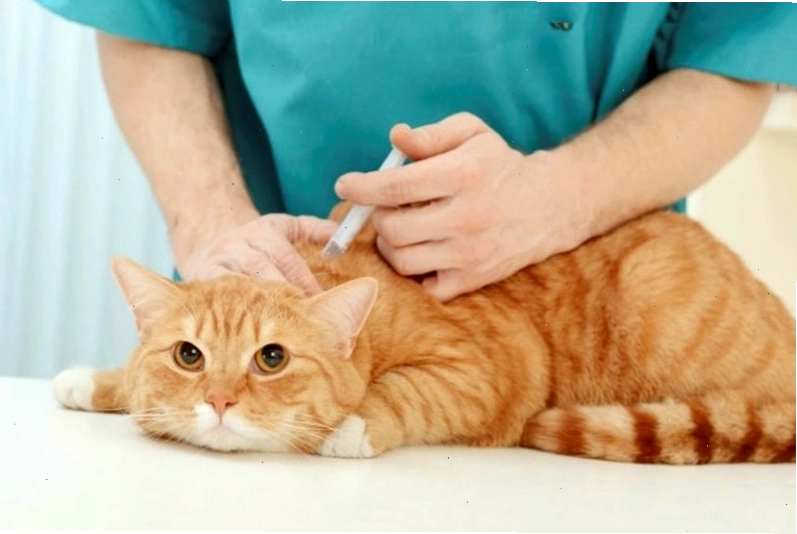 Phòng khám thú y, cho thấy việc điều trị cho mèo cũng rất quan trọng