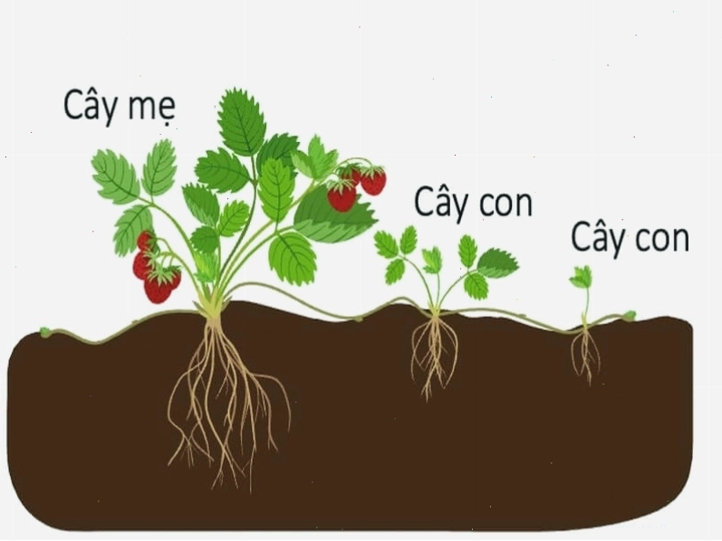 Quá trình giâm cành tạo cây mới