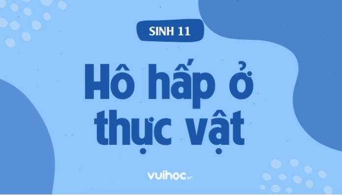 Quá trình hô hấp ở thực vật và các giai đoạn