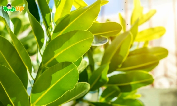 Quá trình quang hợp diễn ra tại lá cây