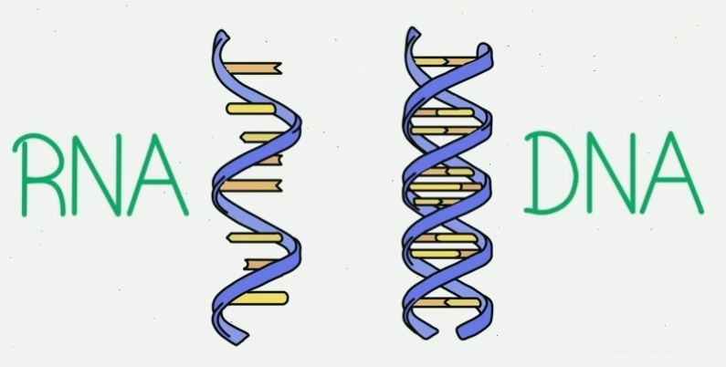 Quá trình tổng hợp protein sử dụng mRNA và tRNA tại ribosome