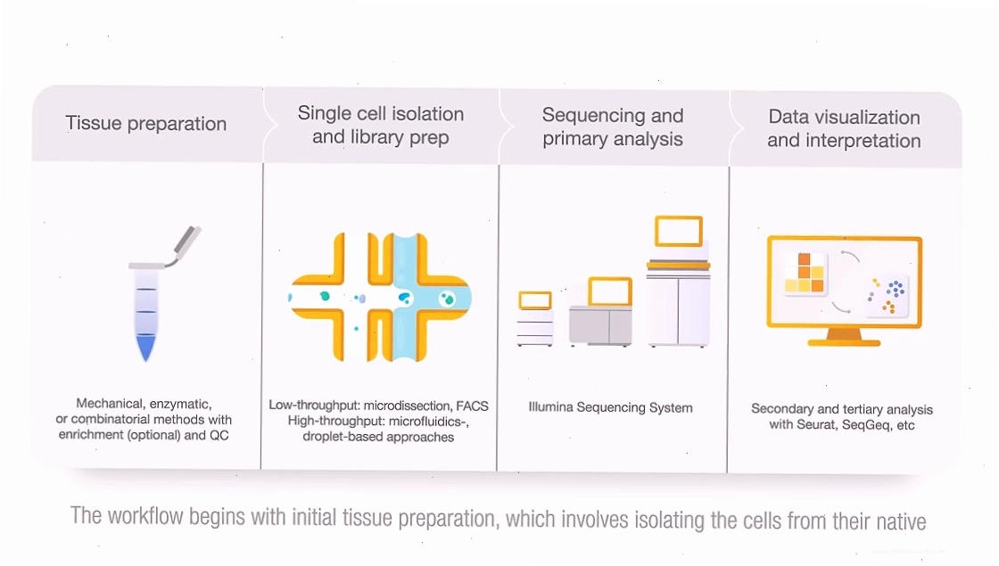 Quy trình làm việc của single cell RNA sequencing