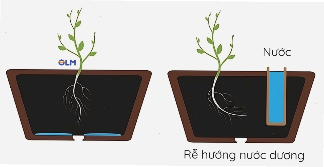 Rễ cây lan tỏa tìm nguồn nước trong đất