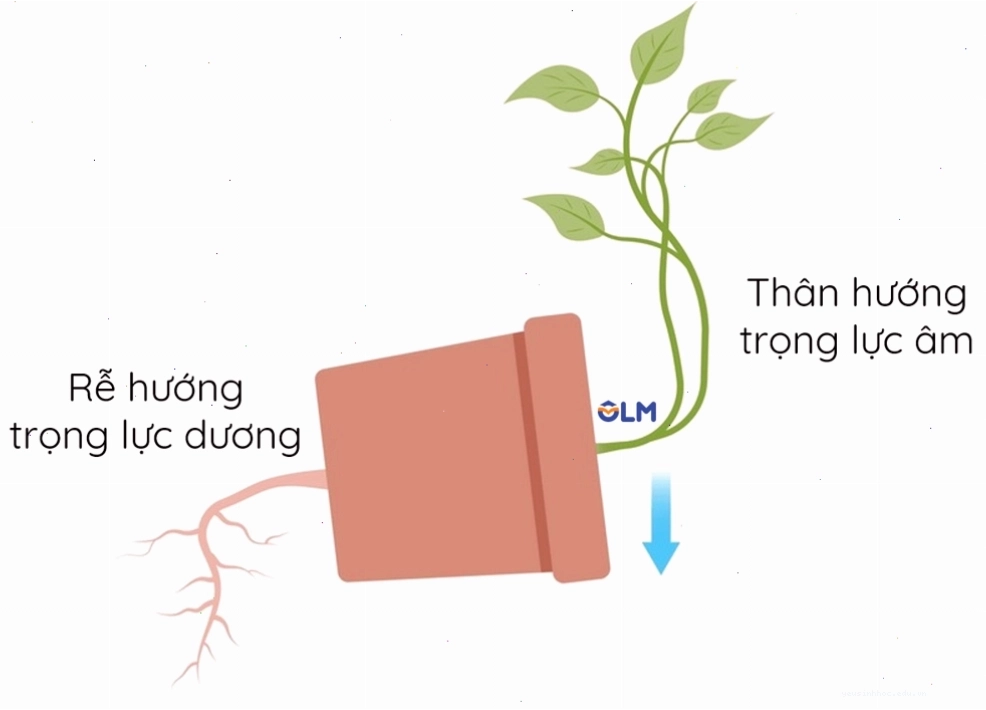 Rễ cây mọc hướng xuống đất theo trọng lực