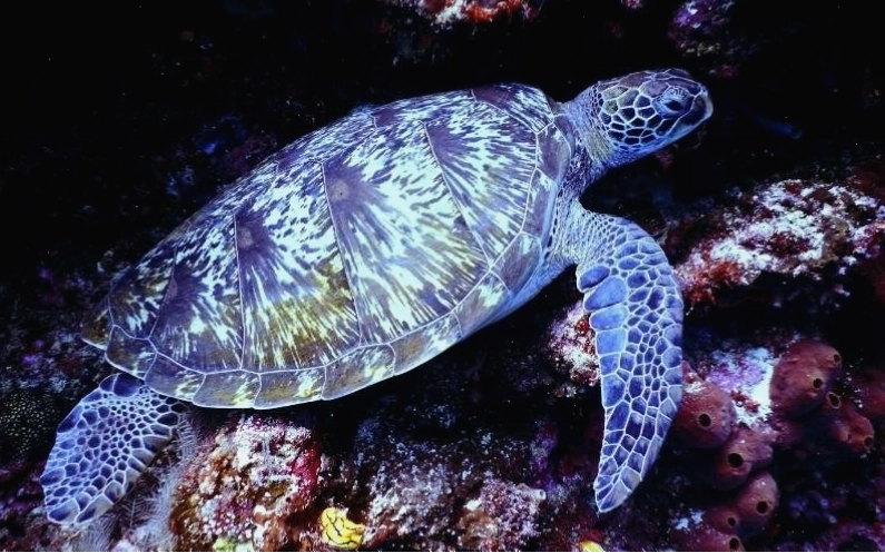 Rùa Hawksbill giữ vai trò thiết yếu trong việc bảo vệ hệ sinh thái san hô biển