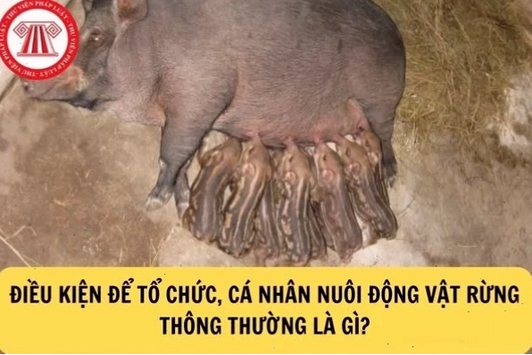 Rừng bị tàn phá là nguyên nhân chính làm mất môi trường sống của nhiều loài động vật