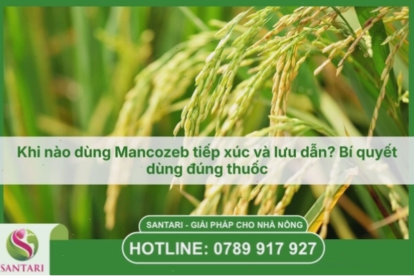 Rừng cây xanh tốt biểu tượng cho vai trò quang hợp