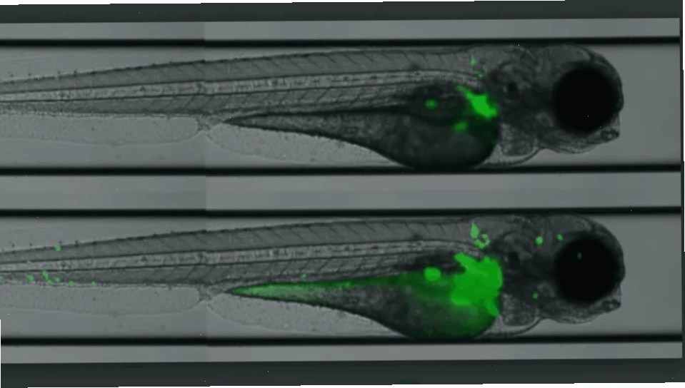 Sàng lọc cá ngựa vằn (zebrafish) sử dụng huỳnh quang