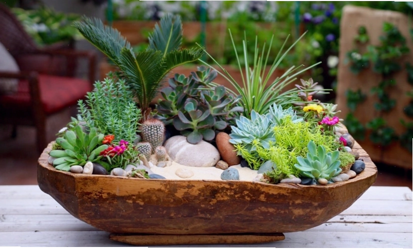 Sen đá là một ví dụ điển hình của thực vật cam