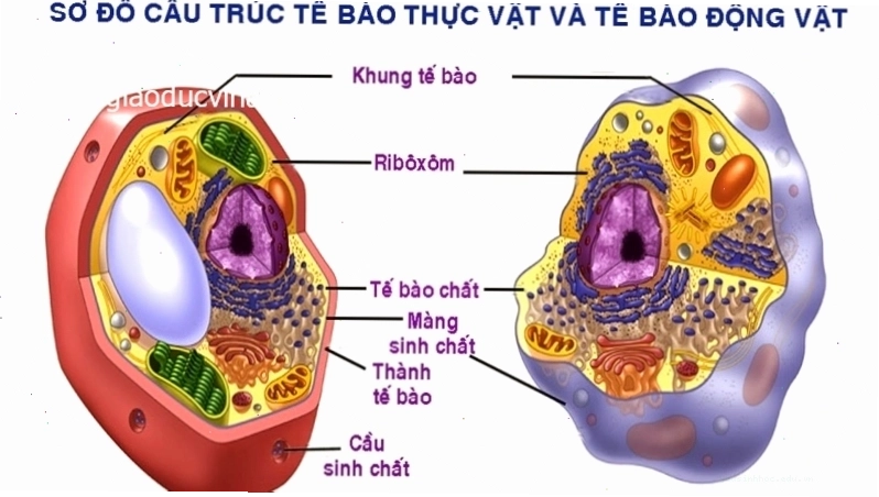 Sơ đồ cấu tạo tế bào thực vật và tế bào động vật