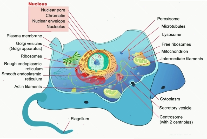 Sơ đồ cấu trúc tế bào eukaryote