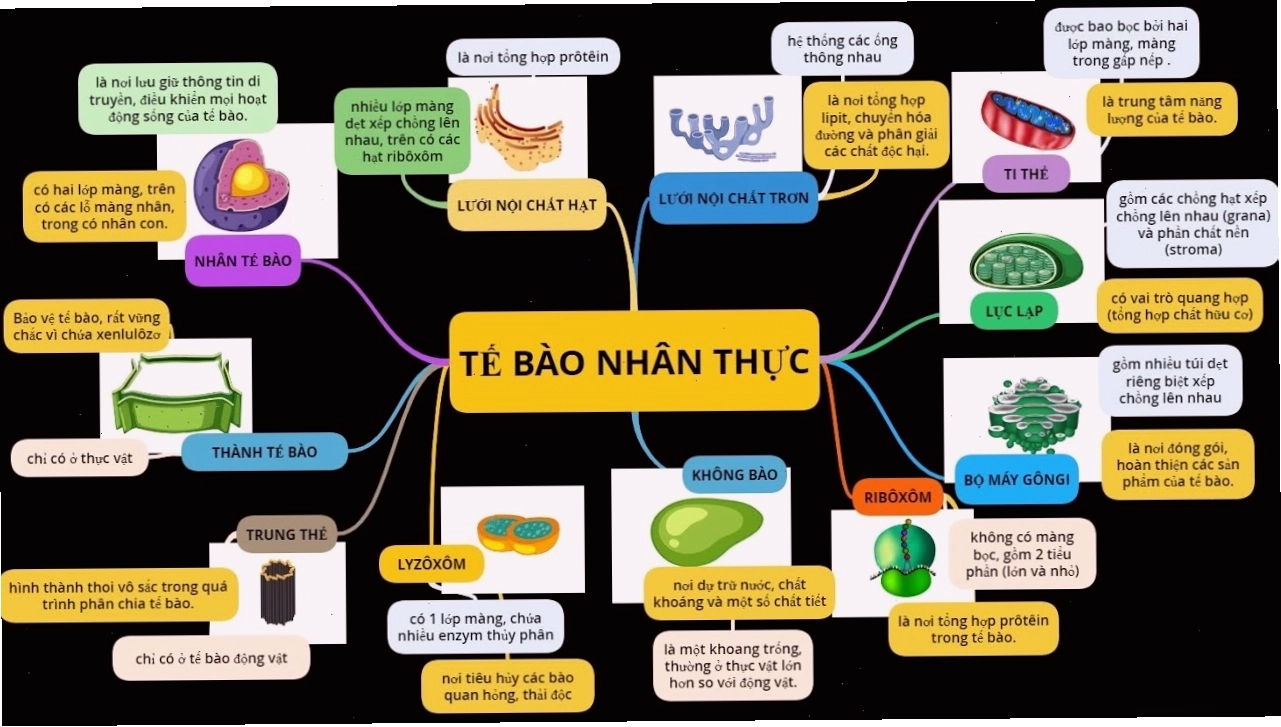 Sơ đồ cấu trúc tế bào nhân thực cho thấy vị trí của nhân và dịch nhân