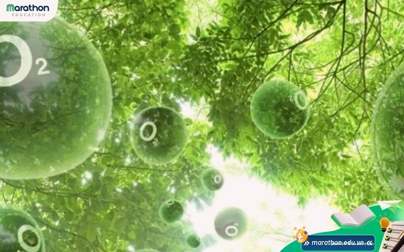 Sơ đồ chuỗi thức ăn thể hiện vai trò của thực vật