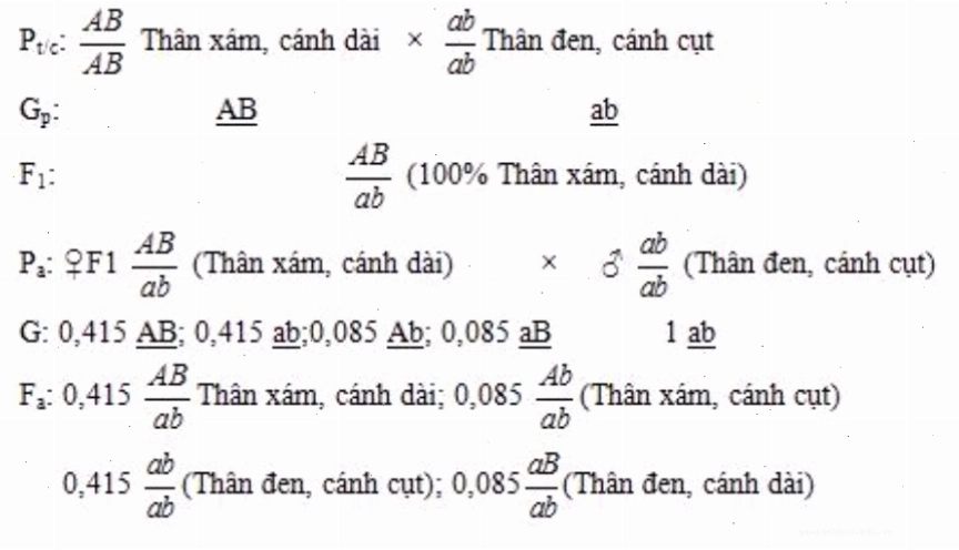 Sơ đồ lai minh họa hiện tượng hoán vị gen