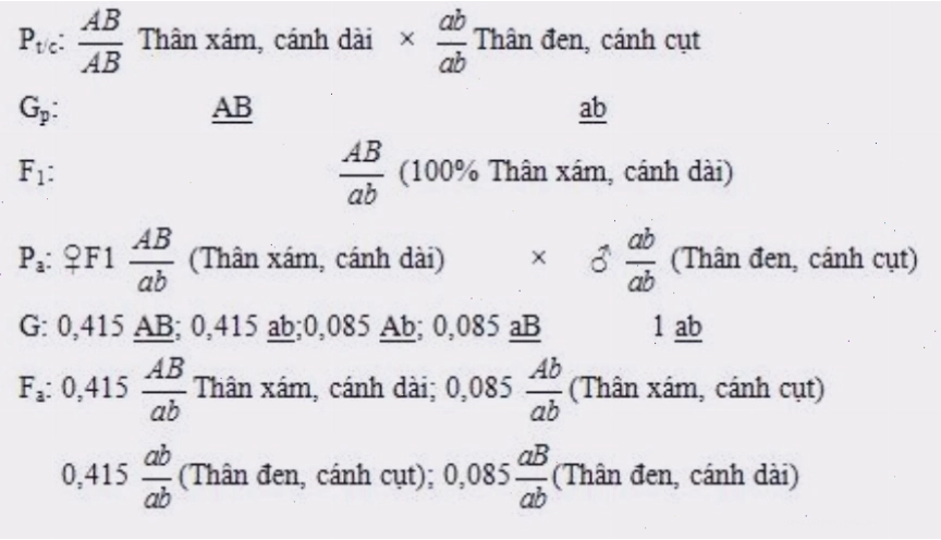 Sơ đồ lai minh họa hoán vị gen