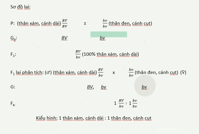 Sơ đồ lai minh họa hoán vị gen và cách tính tần số hoán vị