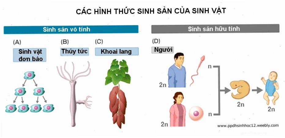 Sơ đồ minh họa bộ mã di truyền vạn năng