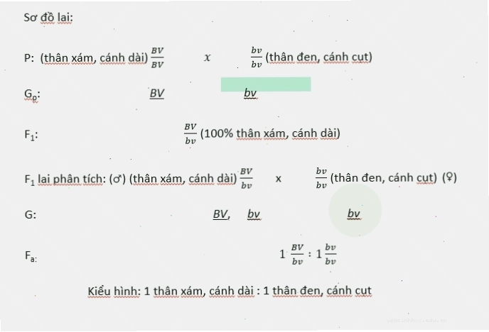 Sơ đồ minh họa các nhóm gen liên kết trên nhiễm sắc thể