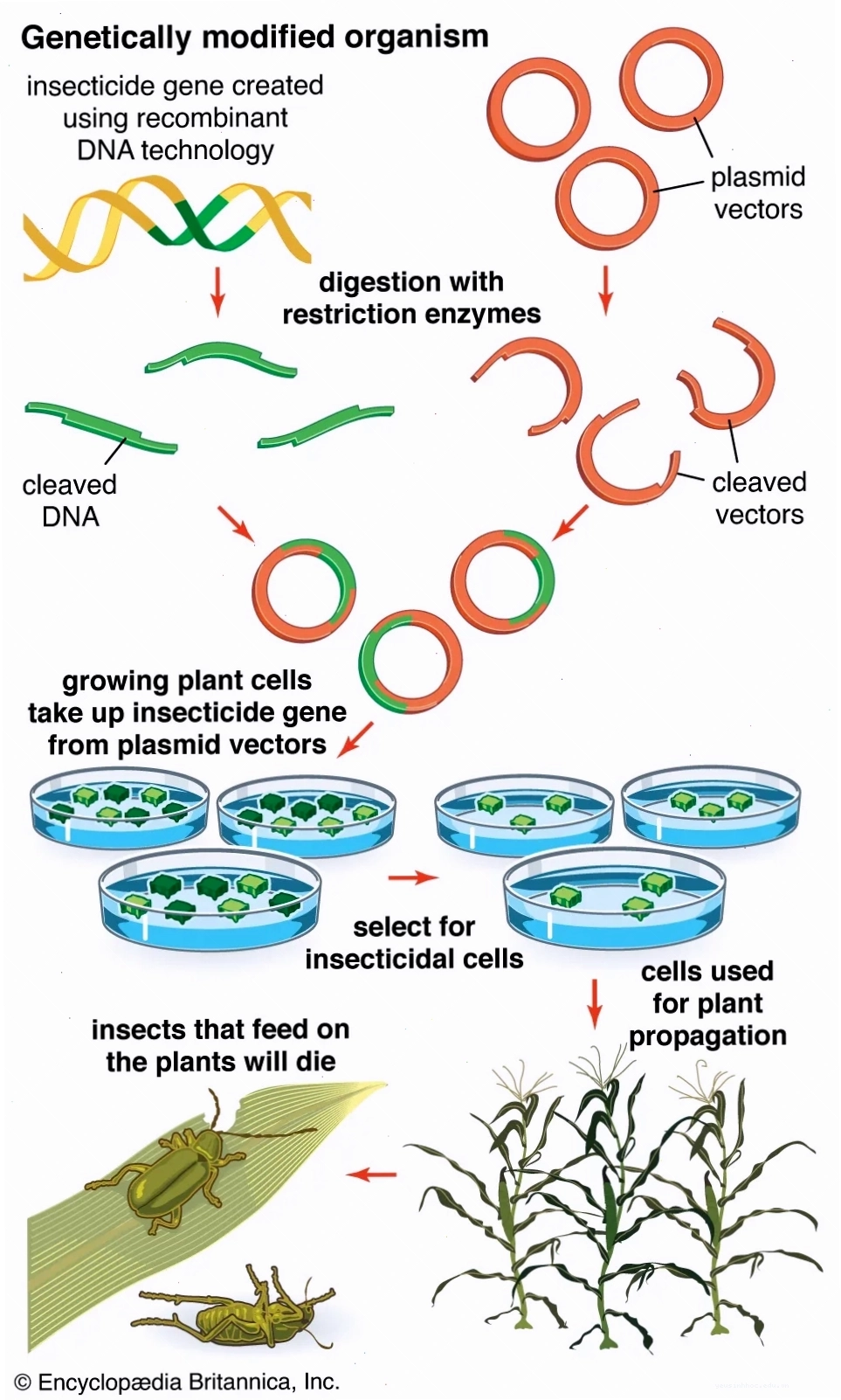 Sơ đồ minh họa các phương pháp tạo ra Organisms biến đổi gen