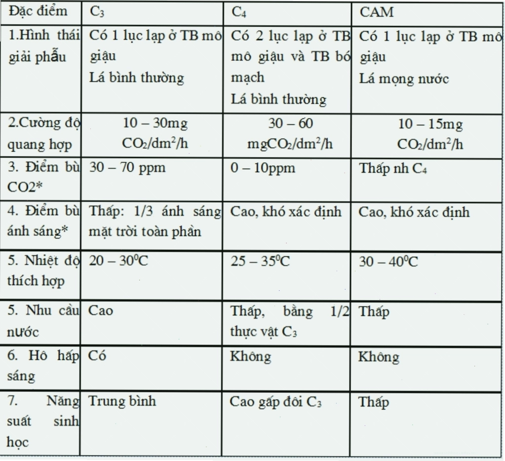 Sơ đồ minh họa cấu trúc lá Kranz và quá trình cố định CO2 ở thực vật C4