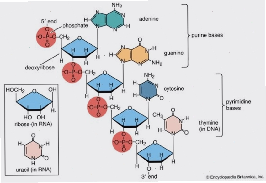 Sơ đồ minh họa cơ chế bán bảo tồn trong tái bản DNA