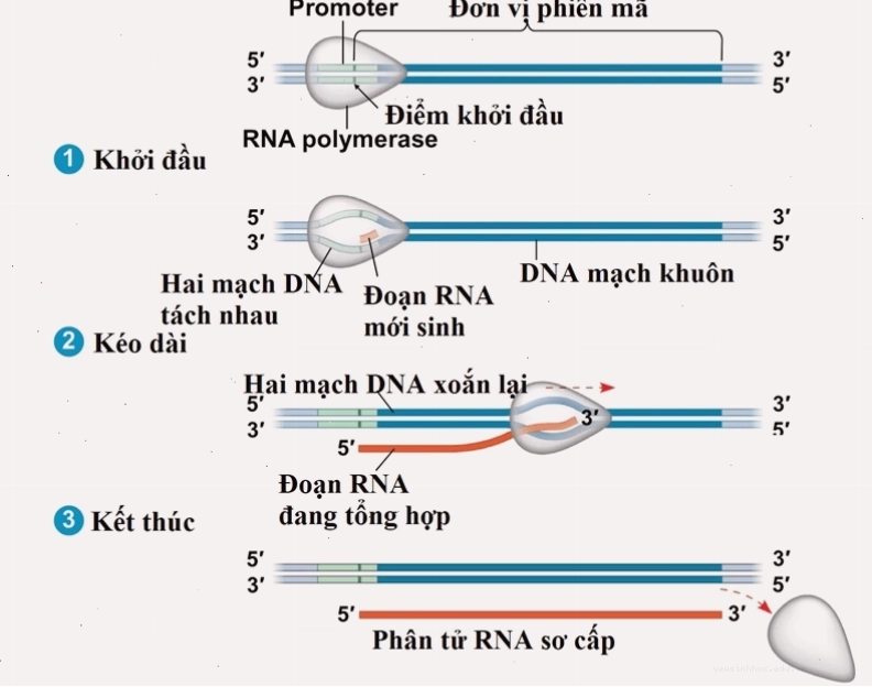 Sơ đồ minh họa giai đoạn khởi đầu quá trình phiên mã