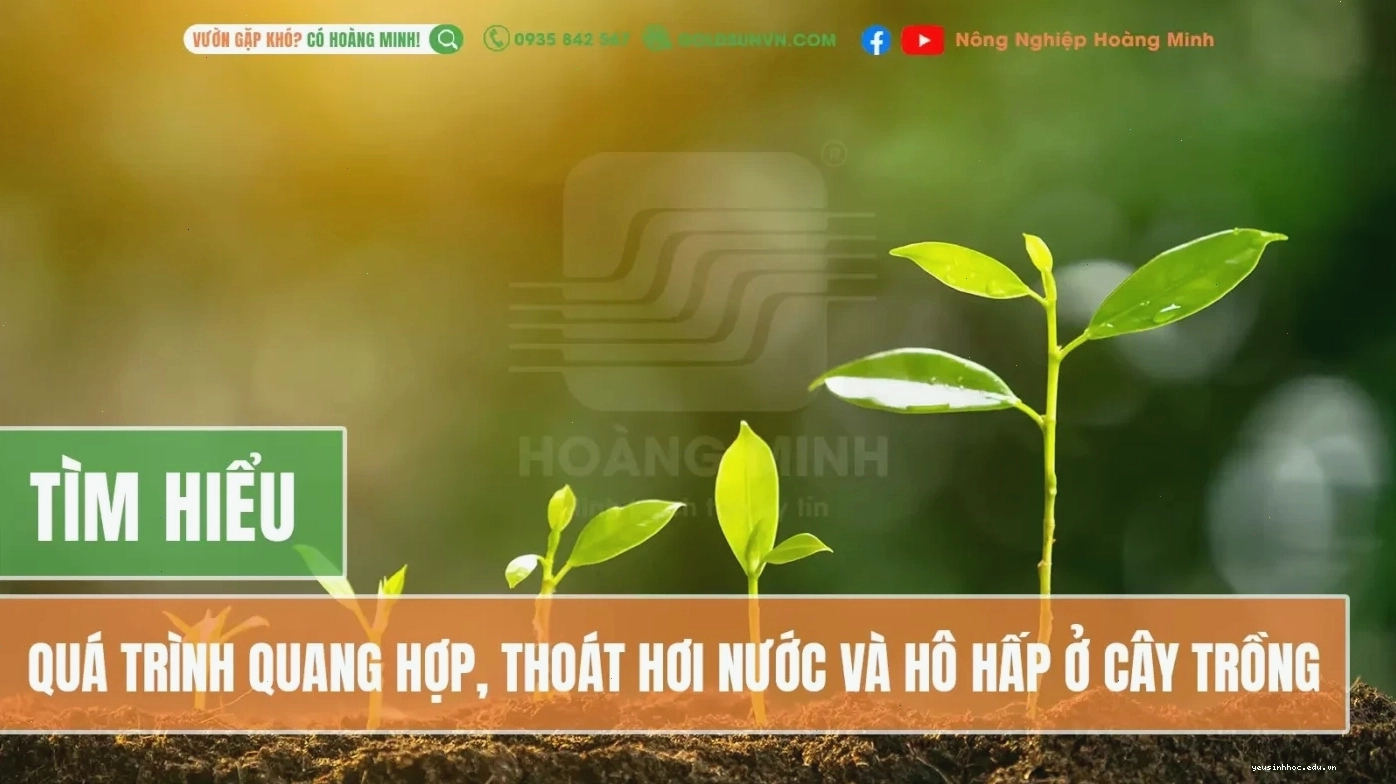 Sơ đồ minh họa quá trình quang hợp của thực vật trong môi trường tự nhiên