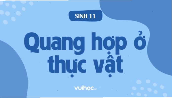 Sơ đồ minh họa quá trình quang hợp ở thực vật