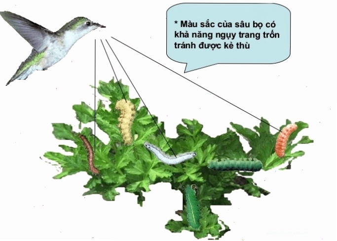 Sơ đồ mô tả các yếu tố ảnh hưởng đến quá trình hình thành quần thể thích nghi