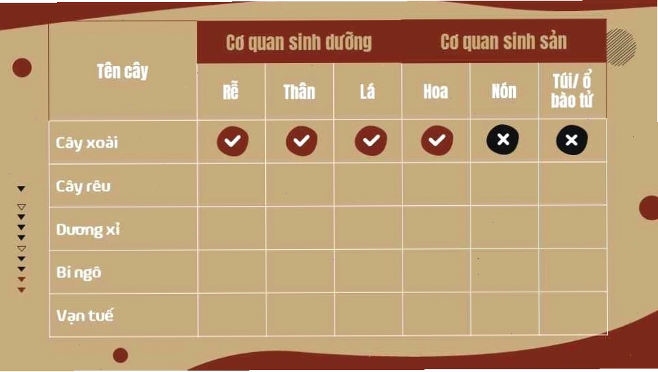 Sơ đồ mô tả hệ cơ quan thực vật: hệ rễ và hệ chồi