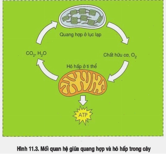Sơ đồ mối quan hệ giữa quang hợp và hô hấp ở thực vật