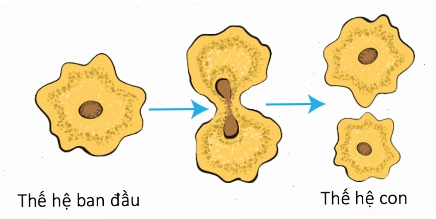 Sơ đồ ống phấn mọc qua vòi nhụy đến noãn
