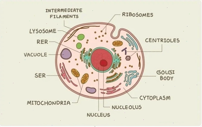 Sơ đồ tế bào eukaryotic được chú thích các bào quan chính