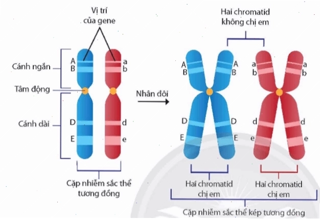 Sơ đồ tóm tắt vai trò của nhiễm sắc thể trong di truyền học