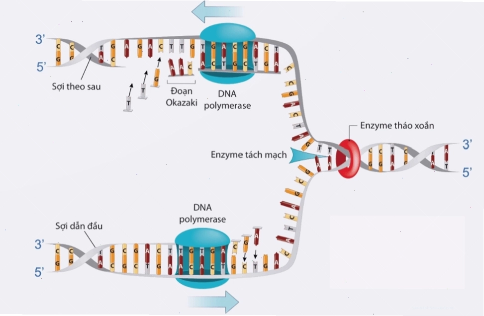 Sơ đồ tổng quát quá trình tái bản DNA
