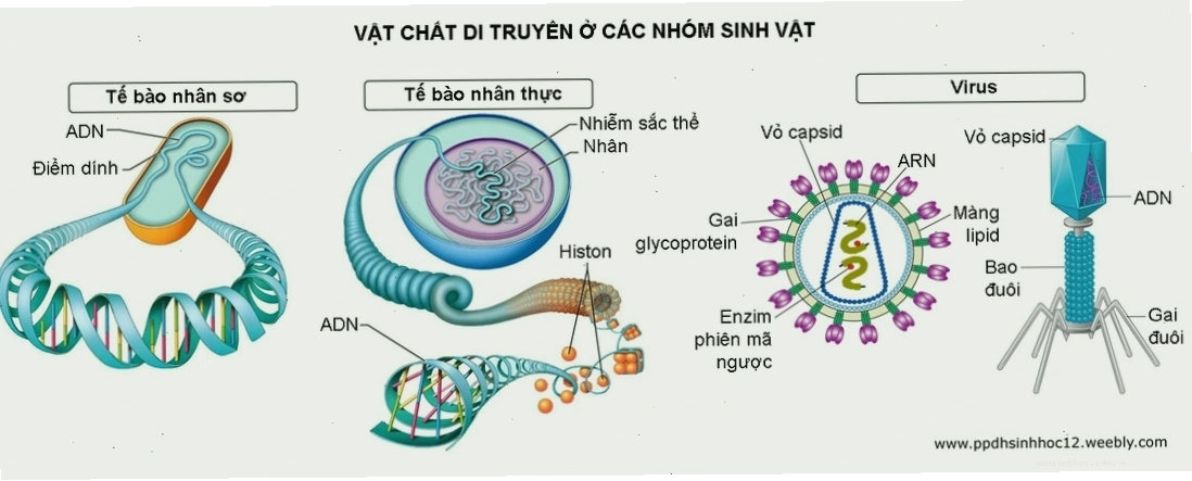So sánh cấu trúc DNA giữa các loài sinh vật