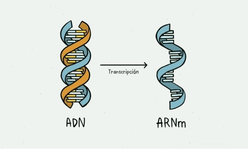 So sánh cấu trúc không gian của DNA dạng xoắn kép và RNA dạng mạch đơn