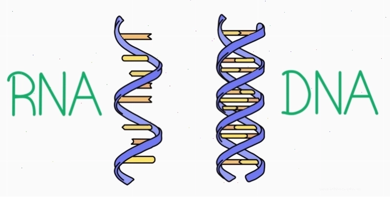 So sánh cấu trúc phân tử DNA và RNA, làm rõ sự khác nhau về đường và bazơ nitơ