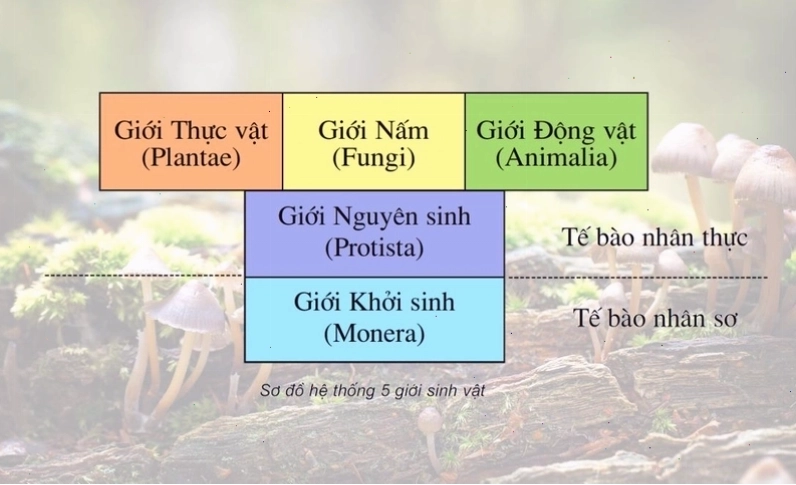 So sánh cấu trúc tế bào của thực vật và nấm