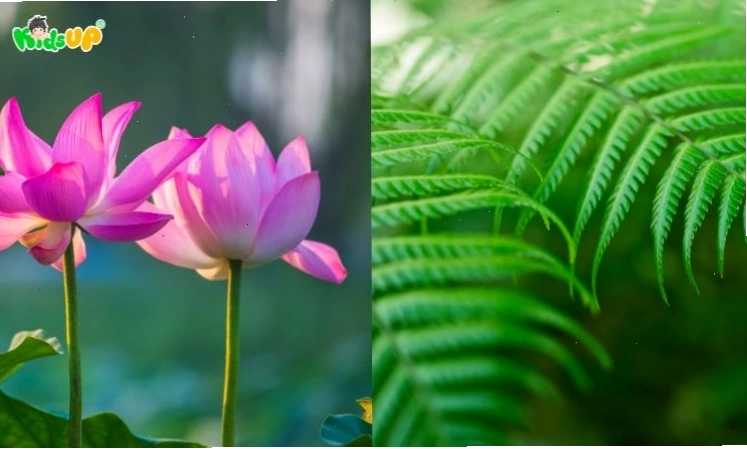 So sánh hình ảnh thực vật có hoa và thực vật không có hoa