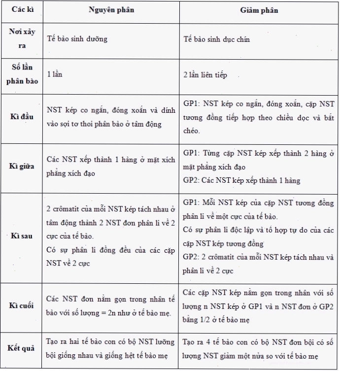 So sánh nguyên phân và giảm phân bằng hình ảnh