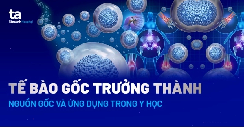 So sánh tế bào gốc phôi và tế bào gốc trưởng thành