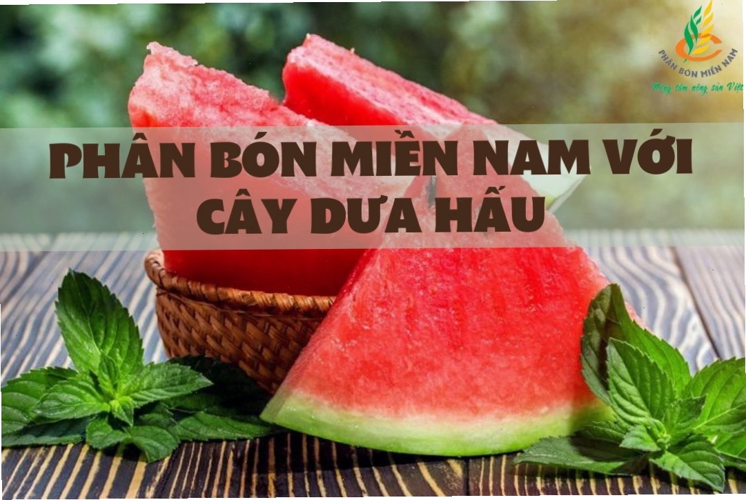 Sử dụng phân bón kali cho cây dưa hấu
