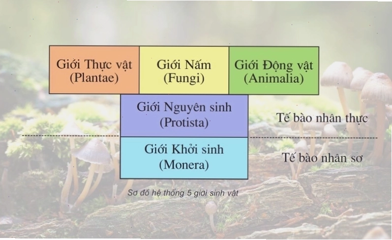 Sự khác biệt giữa nấm và thực vật về cấu tạo tế bào và phương thức dinh dưỡng