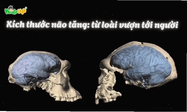 Sự tăng kích thước não bộ từ vượn đến người